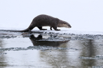 River Otters walking & swimming, Yellowstone River, Wyoming, USA