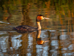 Great Crested Grebe