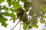 Long Eared Owl