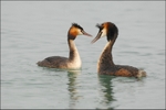 Two Great Crested Grebe