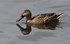 Pato cuchara