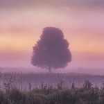 Derbyshire Dales Dawn