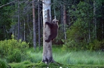 Brown Bear cub