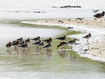 Black-tailed Godwits