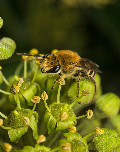 Colletes Bees