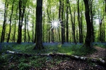 Bluebells in Coed Cefn Wood.