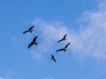 Red Kite