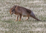 Brown Hare