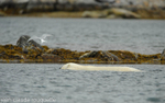 Artic stern disturbing a polar bear