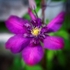 Clematis