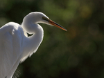 Great Egret backlit, Gatorland, Orlando, Florida