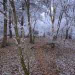 Ken Hill Woods Winter Frost