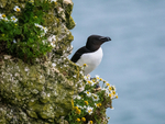 Razorbill
