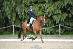 323-CHESTNUT_BOBBY-Molly_Fletcher-WEDTrotUp+DR portfolio