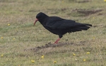 Chough