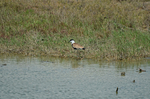 Spur-winged Plover