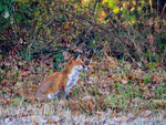 Red Fox