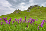 Wild Orchids, Cressbrook Dale