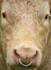 Frear-Bull