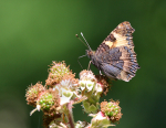 Small Tortoiseshell