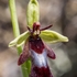 Fly Orchid (Ophrys insectifera)