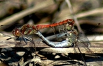 Dragonflies do it