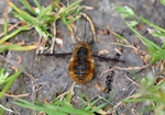 Dark-edged Bee-fly