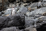 Humboldt Penguin portfolio