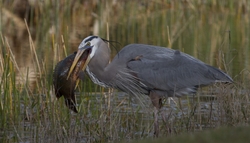Great Blue Heron _0037