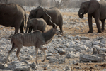 Kudu and Elephants