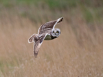 Short-eared Owl - Asio flammeus