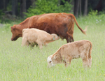 Pastoral