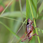 Roesel’s Katydid Metrioptera roeselii
