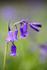 Bluebells   _ WOOD_005