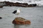 Great Black-backed Gull