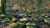 Dartmoor near Two Bridges