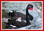 DW34 Taking a ride on mum by the Weir