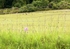 Wormsley fence II