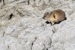 Rock Hyrax scratching, Stony Point Nature Reserve, South Africa