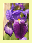 001 Bearded Iris