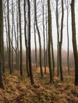 Thruscross Woods