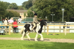 S58 - Mini Show Cob Ridden portfolio