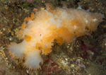 Tritonia hombergii