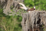 Osprey beside nest, Blue Cypress Lake, Florida