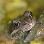 It's a frog's life