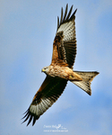 Red Kite 090122 90a