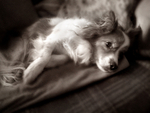 PP71  Ruffy monochrome portrait