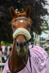 190523-Race 4-Giavellotto-0628