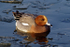 Wigeon