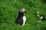Puffin